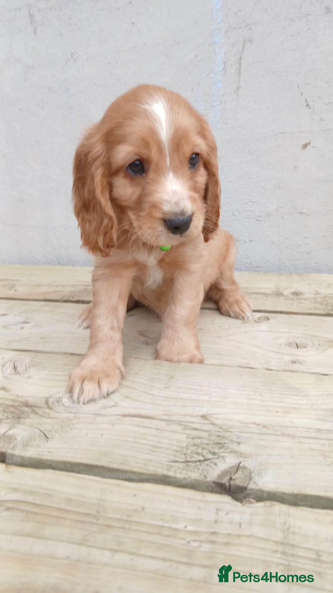 Cocker Spaniel dogs for sale: (Reduced) Last male Cocker spaniel available - Image 1