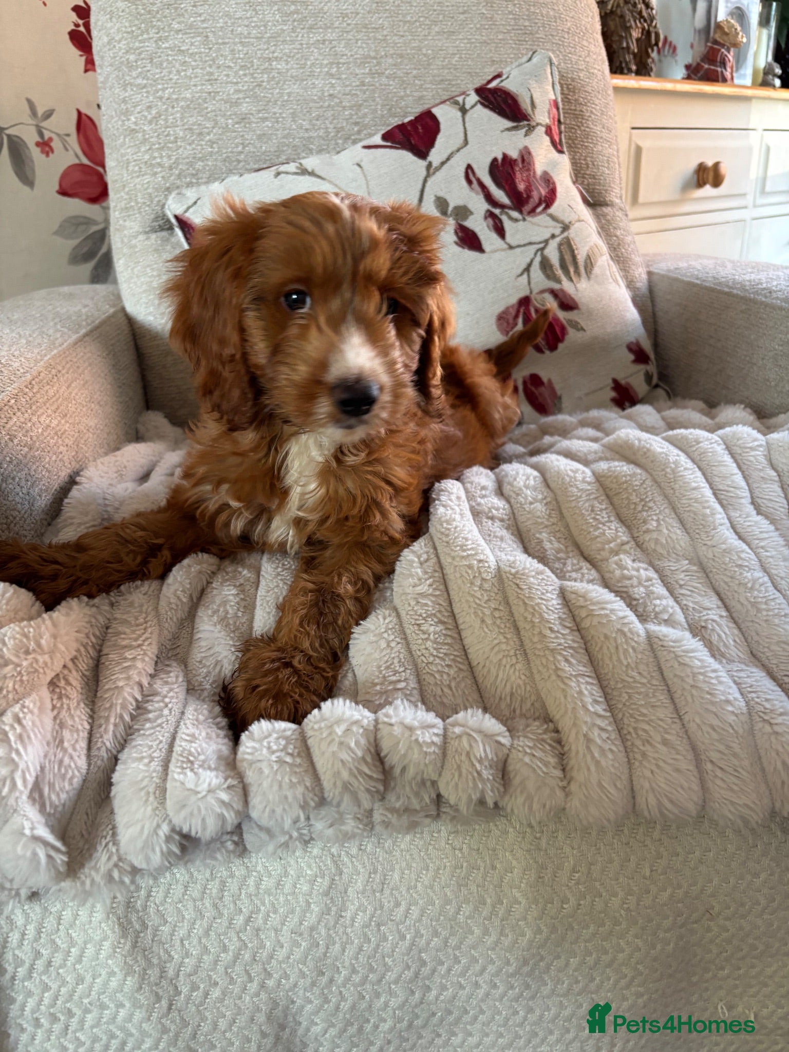 Cockapoo dogs Female cockapoo looking for loving home  - Advert 1