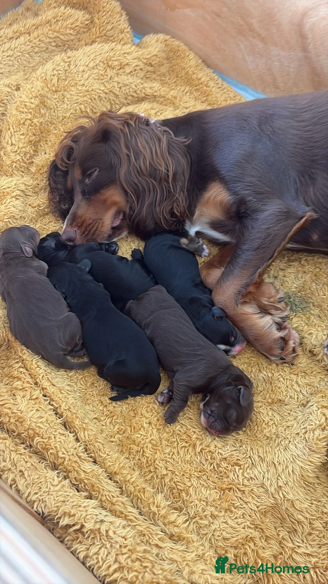 Cocker Spaniel dogs for sale: Pedigree cocker spaniels - Advert 2