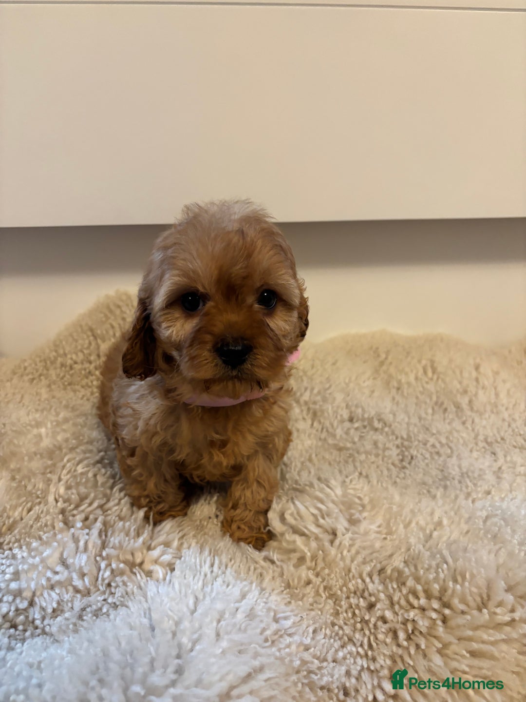 Cavapoo dogs for sale: Beautiful Red Cavapoo puppies for sale  - Advert 5