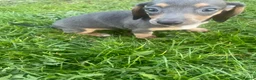 Dachshund dogs for sale: Beautiful Dachshund puppies for sale  - Advert 6