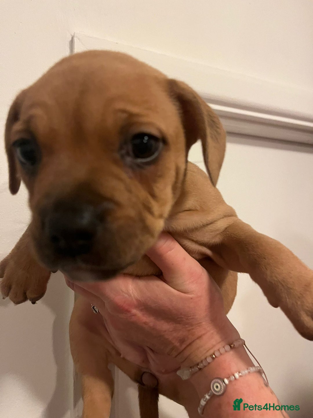 Mixed Breed dogs for sale: Puppies looking for their forever homes  - Advert 6