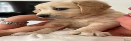 Golden Retriever dogs for sale: Beautiful Golden Retriever Puppies  - Advert 3