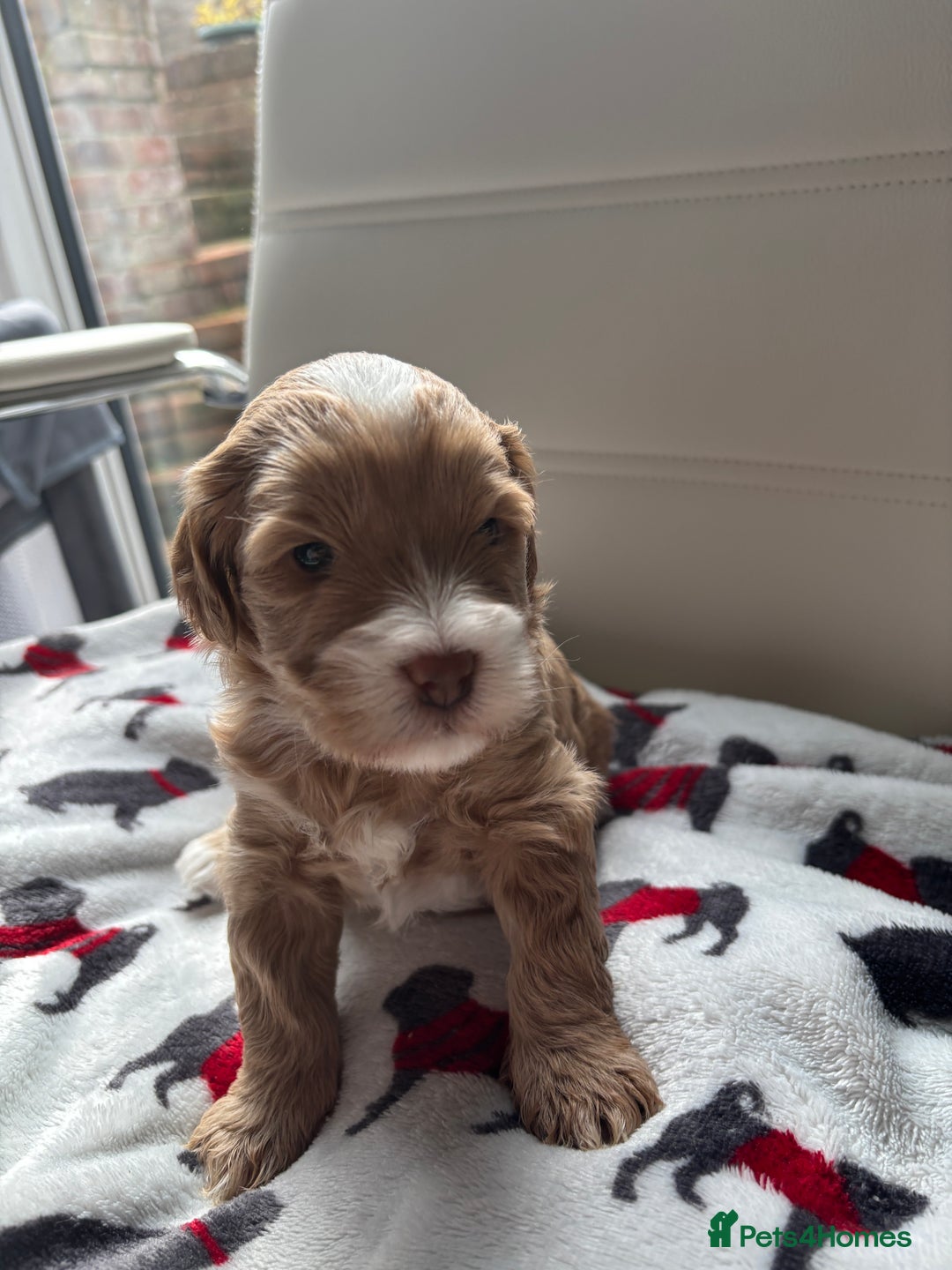 Cockapoo dogs for sale: Adorable F2 Cockapoo Puppies - First Litter  - Advert 19