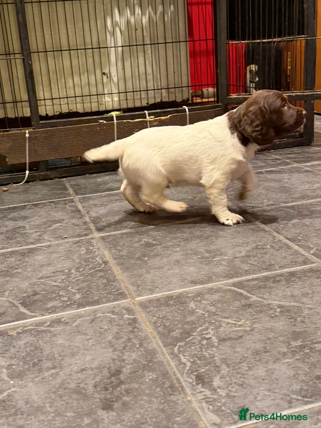 English Springer Spaniel dogs for sale: Springer Spaniel Puppies - Advert 8