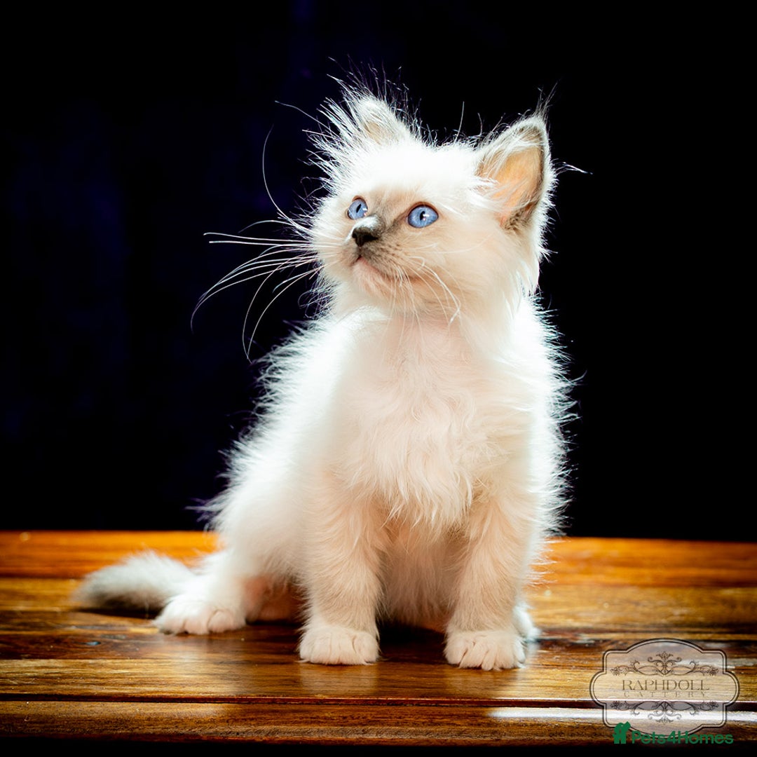 Ragdoll cats for sale: Pure Ragdoll Blue Mitted Girl TICA - Image 2