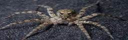 Tarantulas invertebrates for sale: Goliaths, Pokies and Velvet Spiders - Advert 6