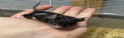 Mouse rodents for sale: AVAILABLE: FRIENDLY BABY MALE FANCY MICE FOR SALE - Advert 2