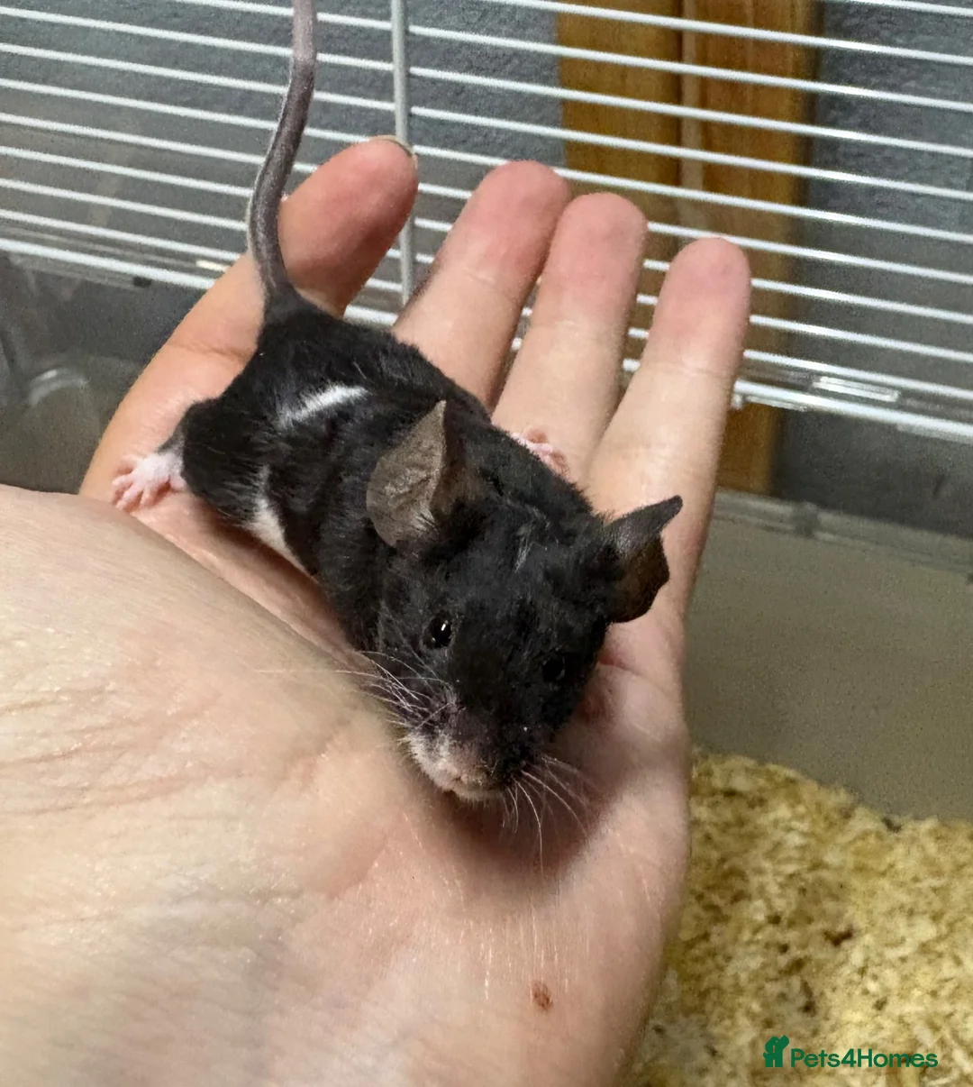 Mouse rodents for sale: AVAILABLE: FRIENDLY BABY MALE FANCY MICE FOR SALE - Advert 2