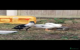 Mixed Breed poultry for sale: Indian runner ducks pair and hen - Image 2