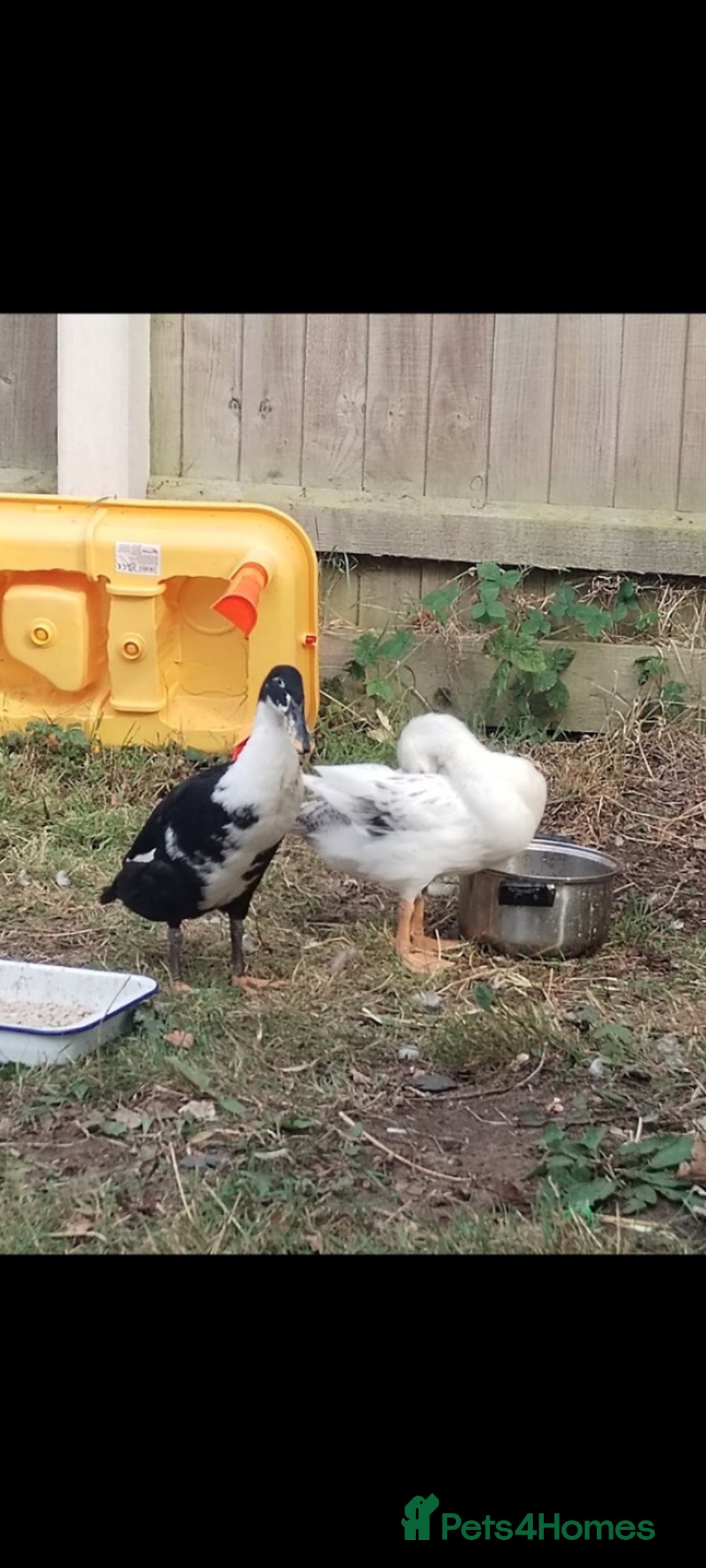 Mixed Breed poultry for sale: Indian runner ducks pair and hen - Image 2