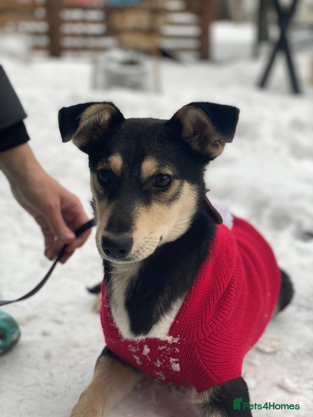 Mixed Breed dogs for adoption: ❤️ZITA&GITA❤️ – Together or Separately - Advert 8