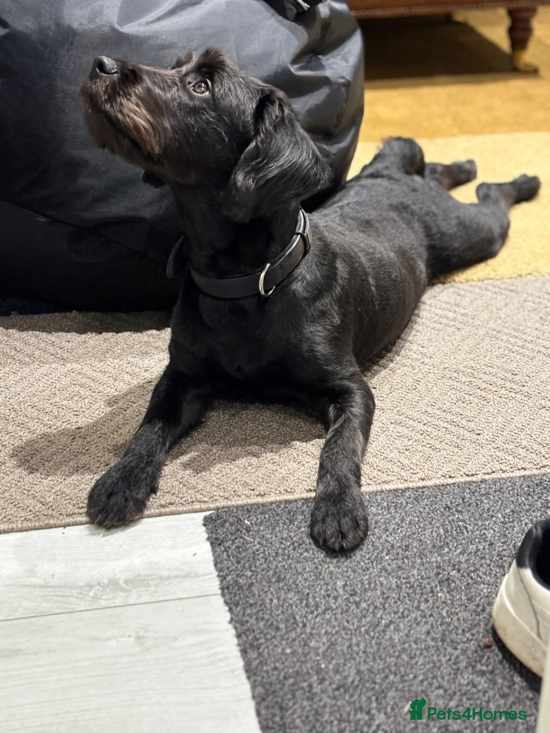 Labradoodle dogs for sale: Bright and loving miniature labradoodle in Bournemouth - Advert 13