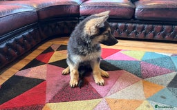 German Shepherd dogs for sale: German shepherd puppies 2 girls 1 male - Image 7