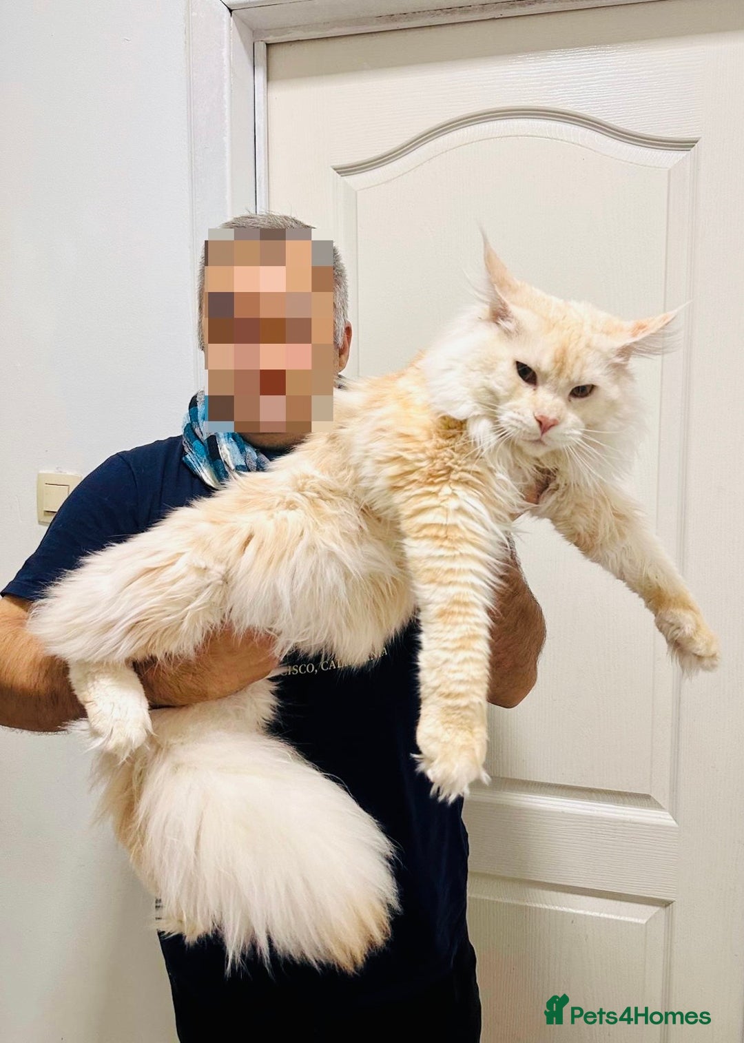 Maine Coon cats for sale: Premium Maine Coon fluffballs😻🐾 - Advert 13