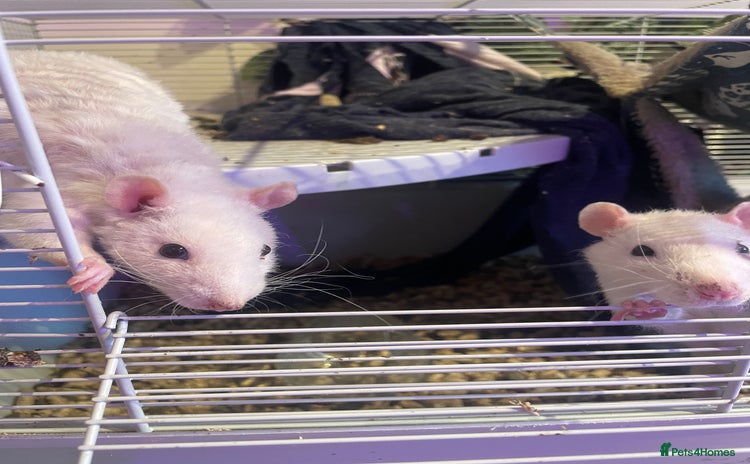 Rat rodents - Advert 3