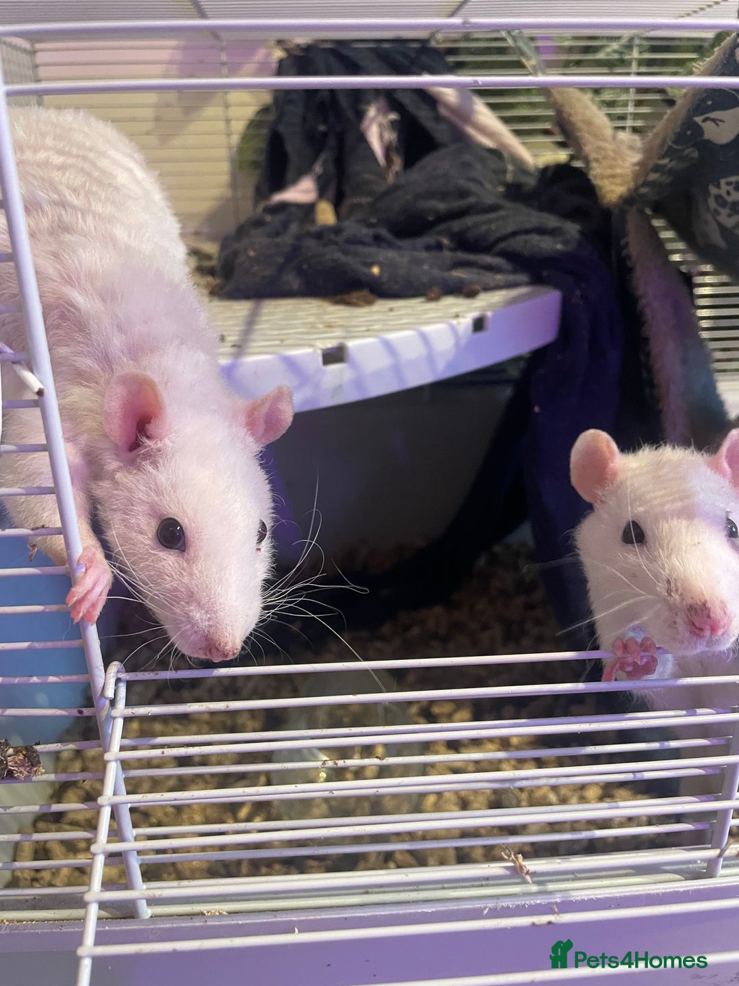 Rat rodents for sale: Rats  - Image 1