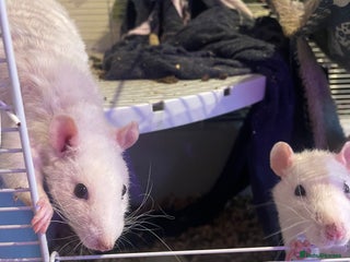 Rat rodents - Advert 3