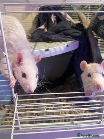 Rat rodents - Advert 12