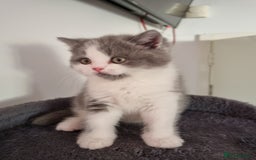 British Shorthair cats for sale: 4 Sweet PEDIGREE kittens - Image 20
