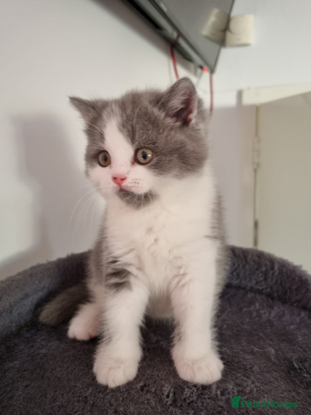 British Shorthair cats for sale: 4 Sweet PEDIGREE kittens - Image 20