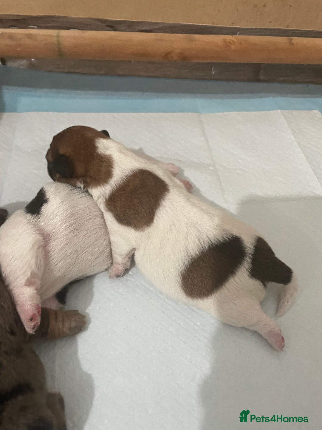 Jack Russell dogs for sale: Beautiful Jack Russell Terrier puppies available  - Advert 7