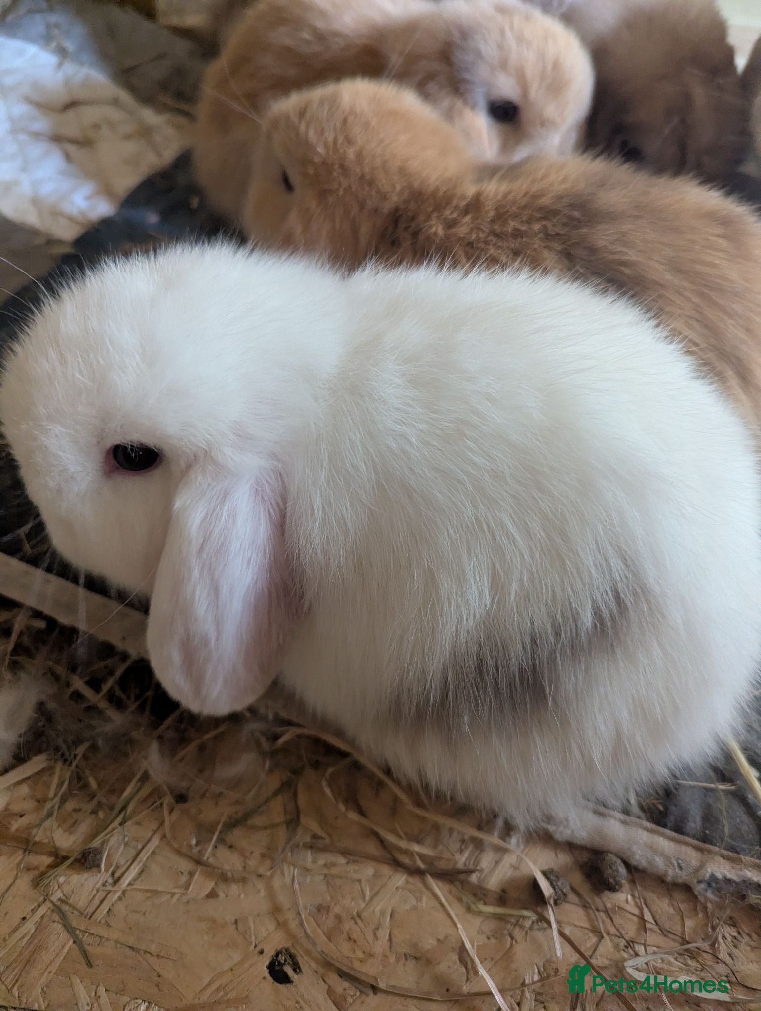 Mini Lop rabbits Pure bred mini lops - Advert 1