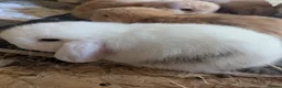 Mini Lop rabbits for sale: Pure bred mini lops - Advert 1