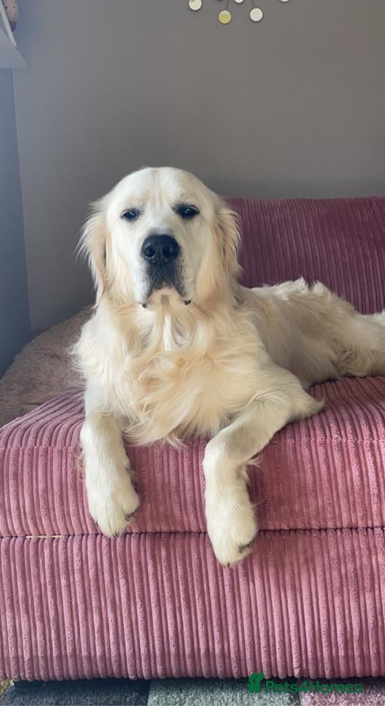 Golden Retriever dogs Stunning KC registered, Golden Retriever  in Sleaford - Advert 2