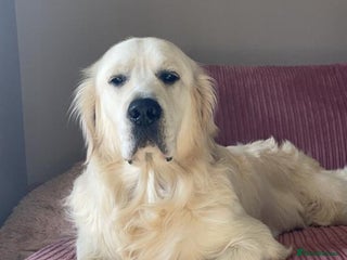 Golden Retriever dogs in Sleaford - Advert 10