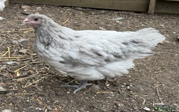 Chickens poultry for sale: 🐣 Beautiful Orpington Chicks & Cockerels for Sale - Image 1