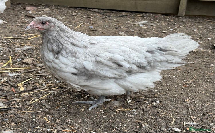 Chickens poultry - Advert 1