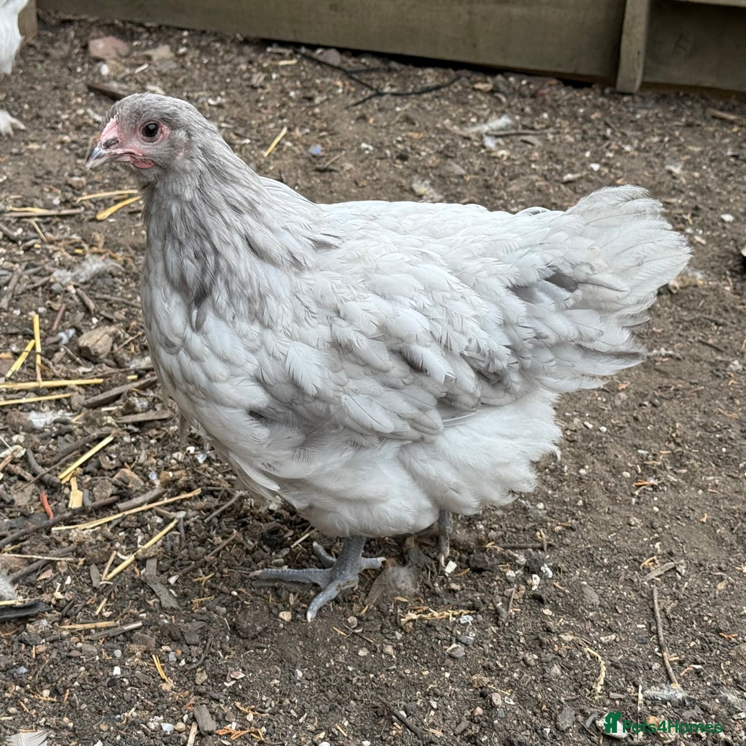 Chickens poultry for sale: 🐣 Beautiful Orpington Chicks & Cockerels for Sale - Image 1
