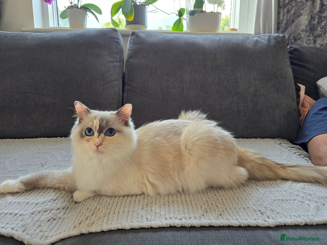 Ragdoll cats for sale: Ragdoll queen for sale - Image 2