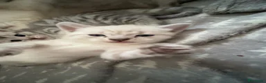 British Shorthair Kitten 1
