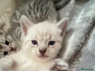 Mixed Breed cats 3/4 British short hair kittens - Advert 1
