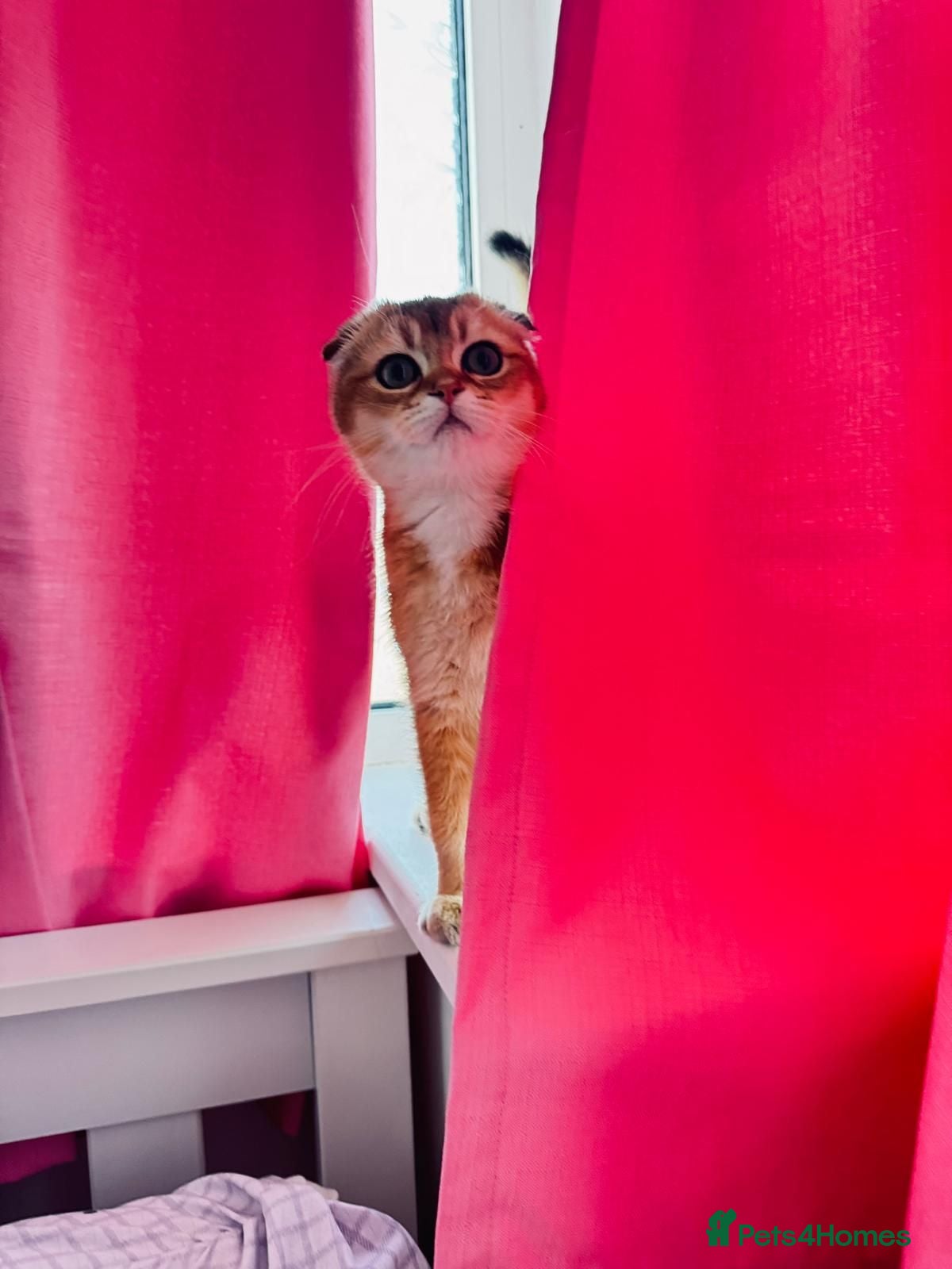 Scottish Fold cats 🐾 TICA Registered Scottish Fold Boy  🩵 - Advert 2
