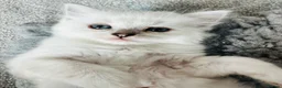 Ragdoll cats for sale: Last boy now reduced  - Advert 7