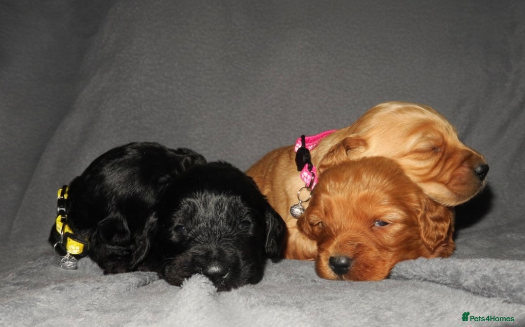 Cockapoo dogs for sale: Cockapoo Puppy’s 🐶🐾 - Advert 13