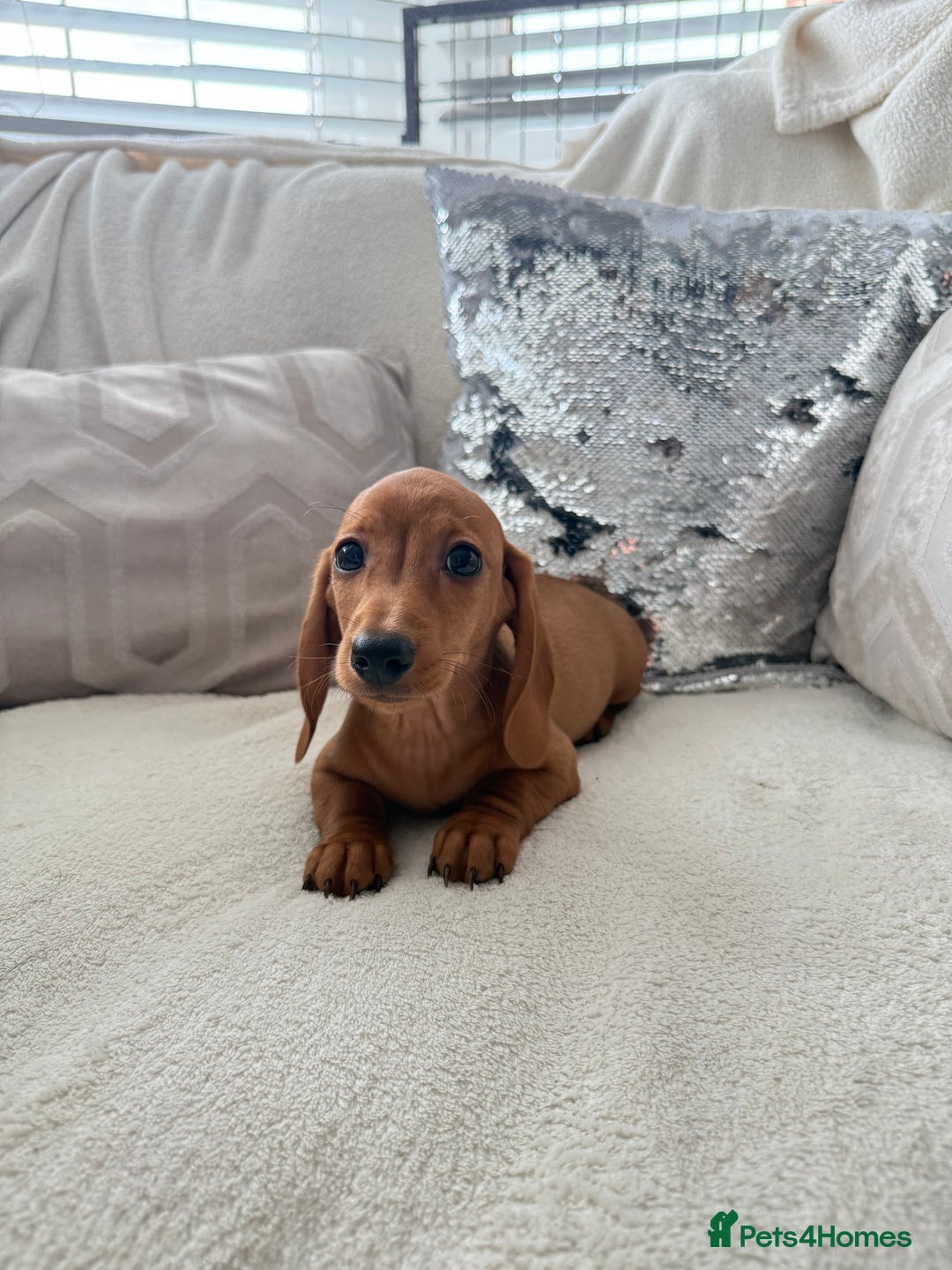 Miniature Dachshund dogs for sale: Miniature red dachshunds - Image 18