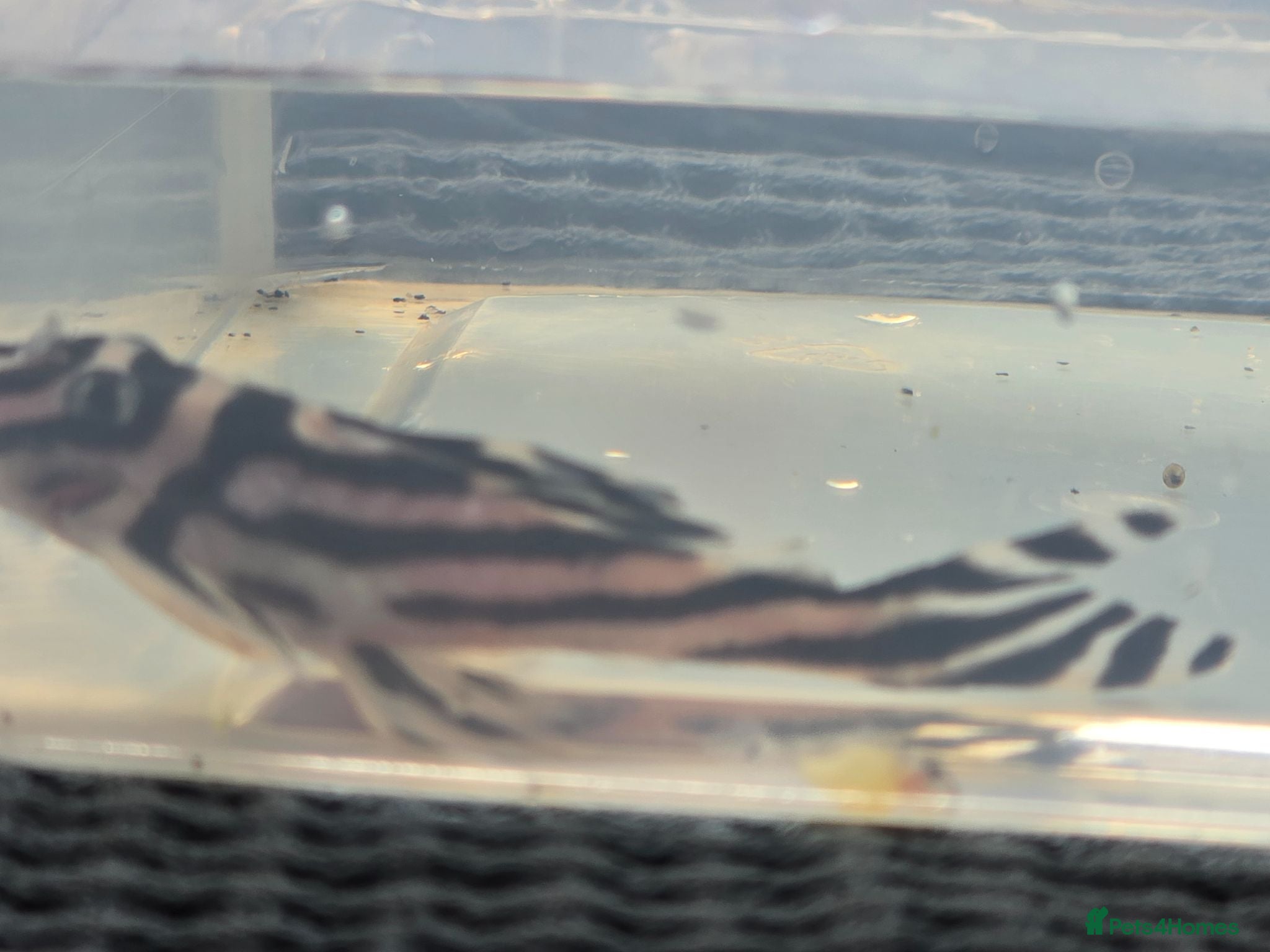 Plecos fish Yyyyyyy - Advert 1