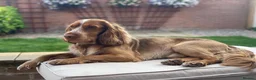 Cocker Spaniel dogs for sale: PADDY OUR MUCH-LOVED 6-YEAR-OLD COCKER SPANIEL - Advert 10