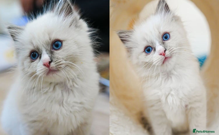 Ragdoll cats - Advert 20