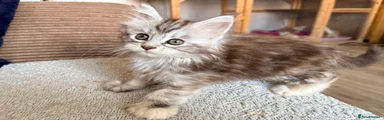 Maine Coon Kitten 6