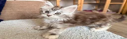 Maine Coon cats for sale: Two registered mainecoon kittens (1 poly)  - Advert 27