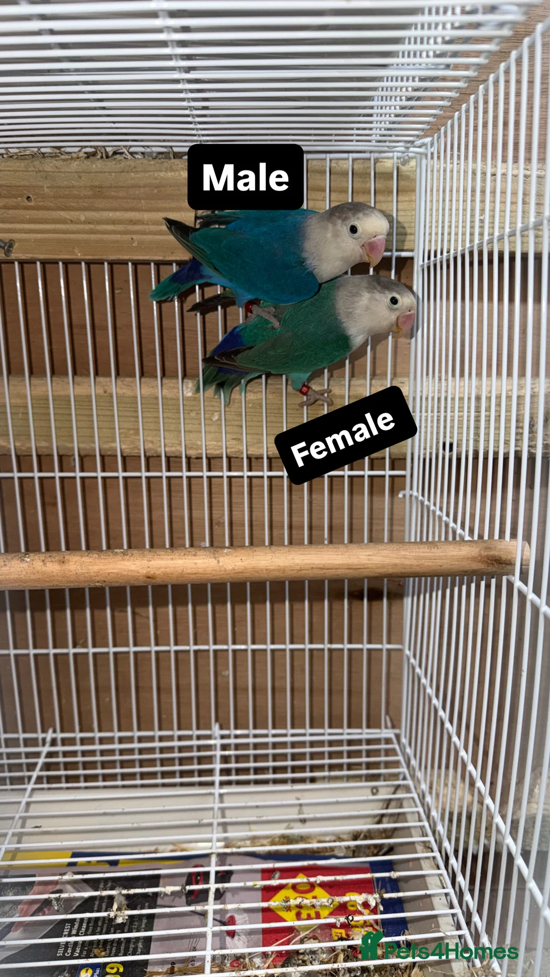 Lovebirds birds for sale: Young pair of lovebird - Advert 2