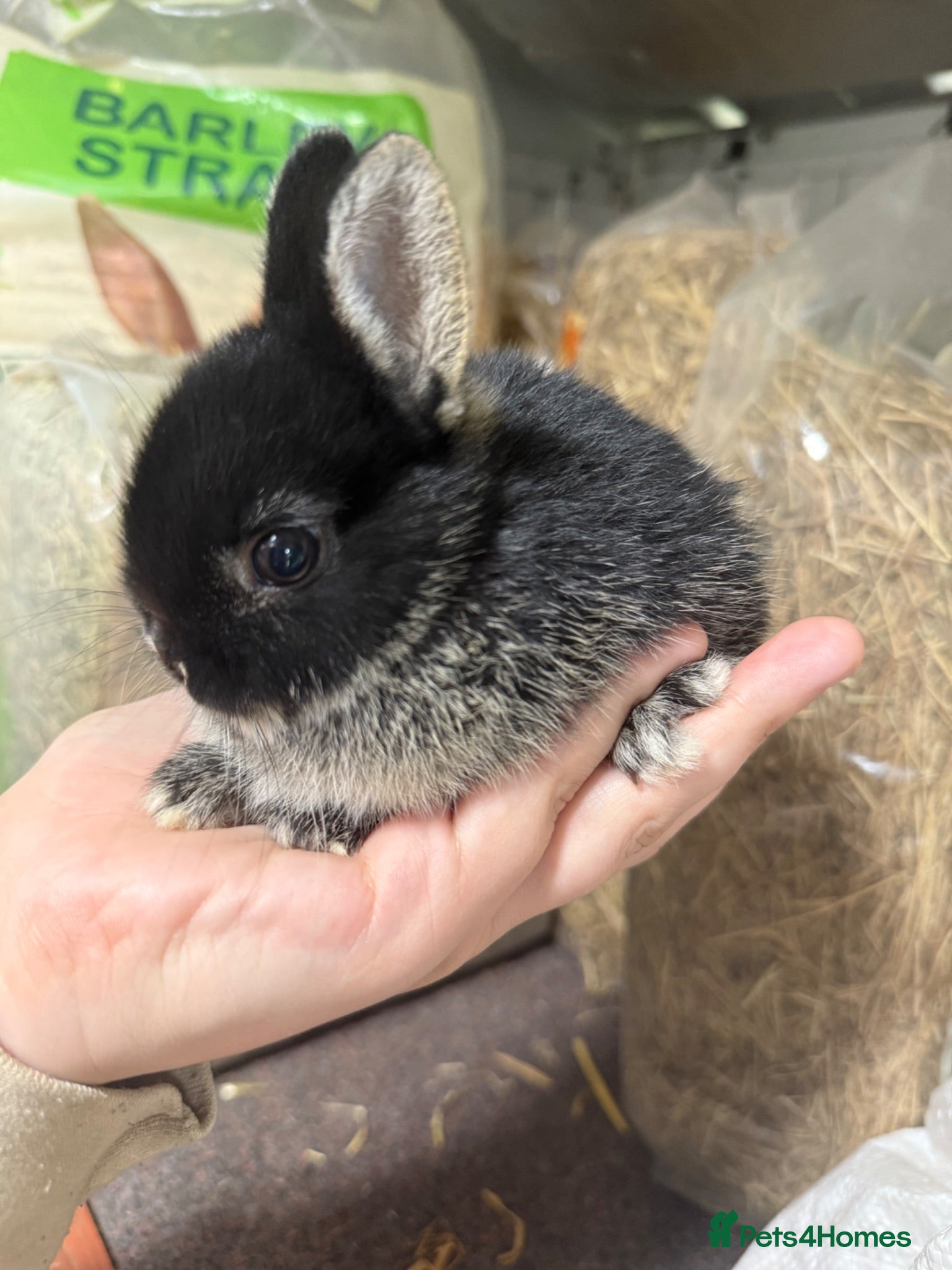 Netherland Dwarf rabbits Pure Bred Netherland Dwarf Rabbits  - Advert 3