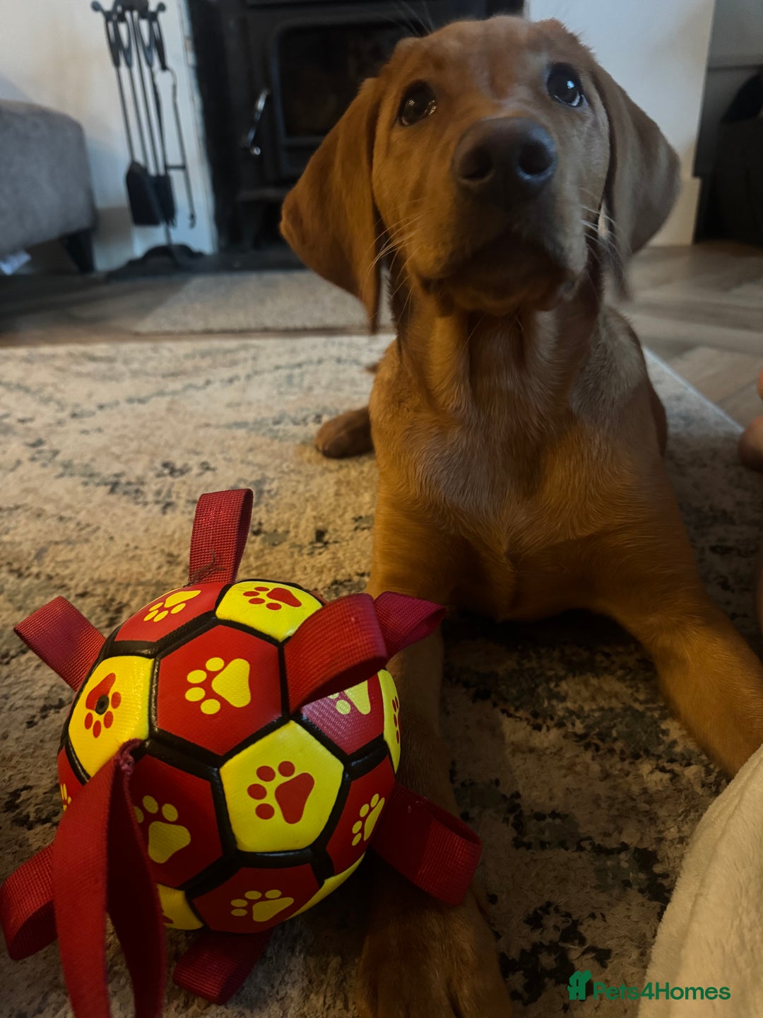 Labrador Retriever dogs for sale: Fox Red Pup “Nala” - Advert 5