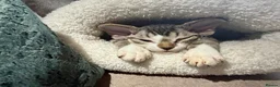Devon Rex cats for sale: Last available baby girl-sild - Advert 3