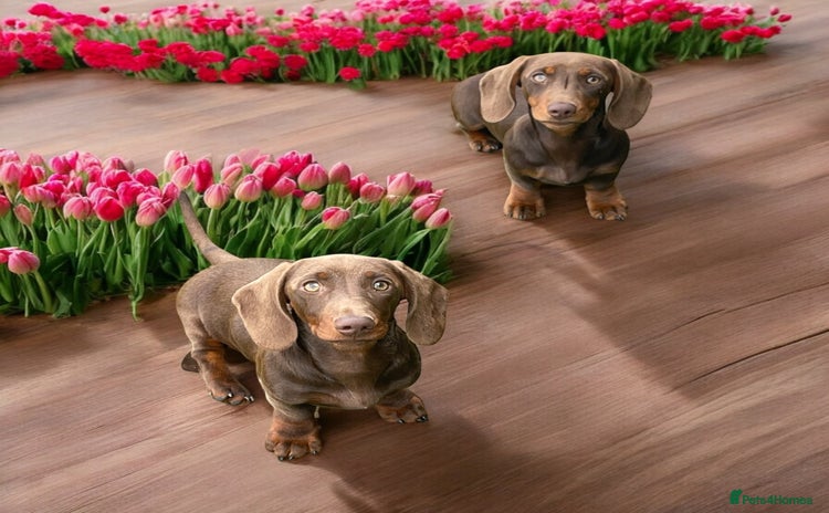 Miniature Dachshund dogs in Grays - Advert 13